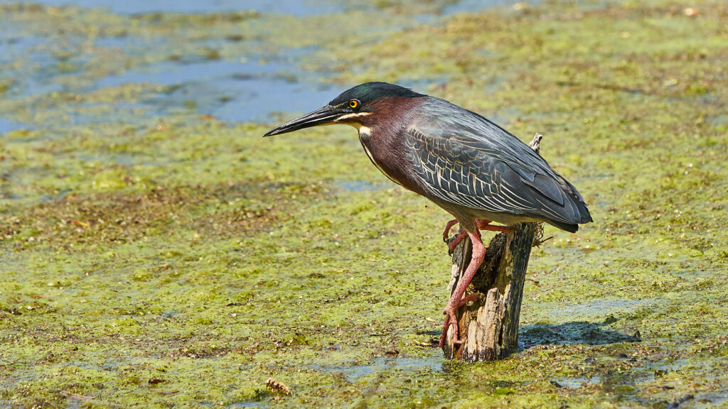 Green heron