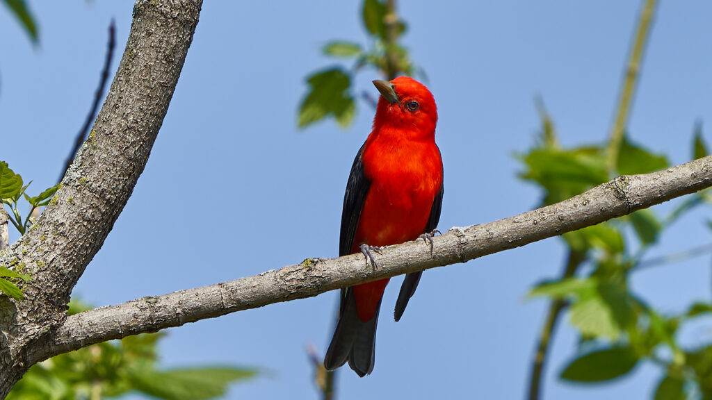 Scarlet tanager