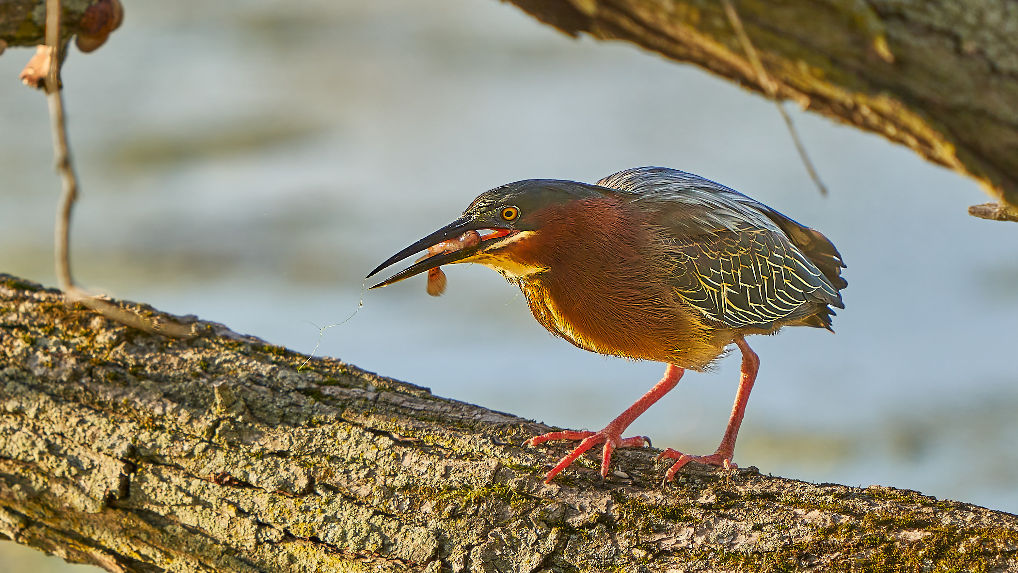 Green heron